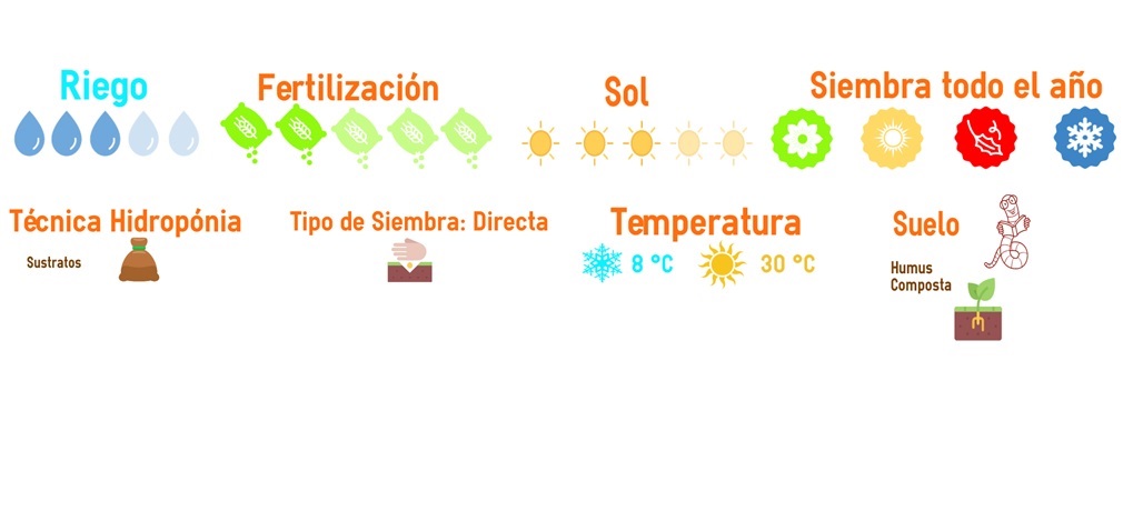 venta de semilla de acelga