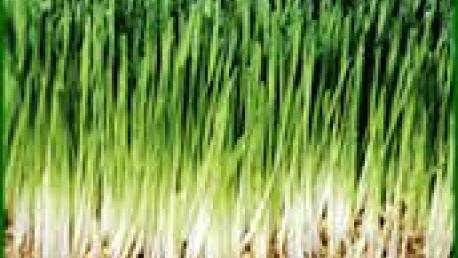 forraje verde hidroponico
