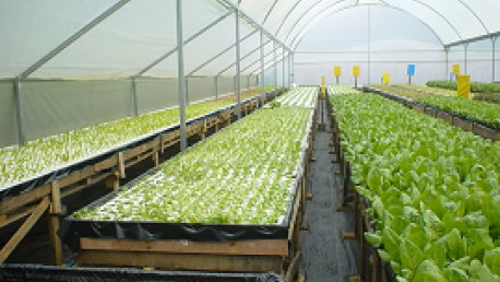 Cultivo en hidroponia