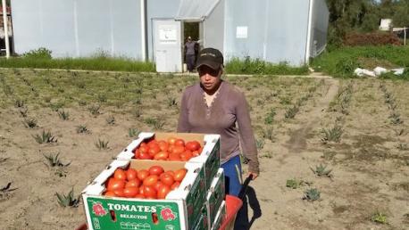 Costos de produccion en invernadero de Jitomate