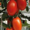 Semilla tomate pai pai